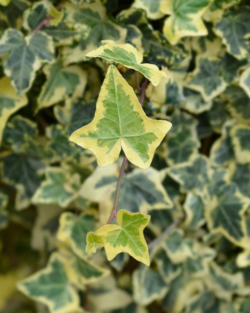 English Ivy