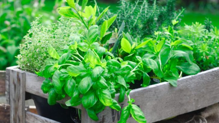 Enjoy Budget-Friendly Lunches Every Day with These 19 Herbs and Spices from Your Garden