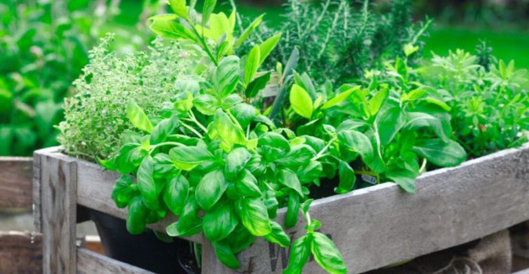 Enjoy Budget-Friendly Lunches Every Day with These 19 Herbs and Spices from Your Garden