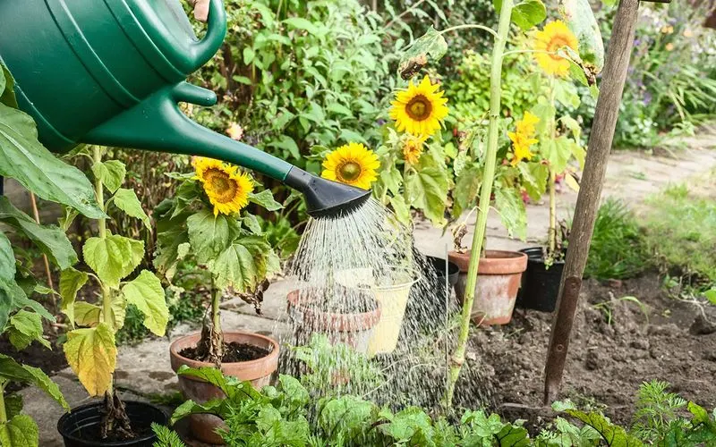 Epsom Salt for Greener Plants