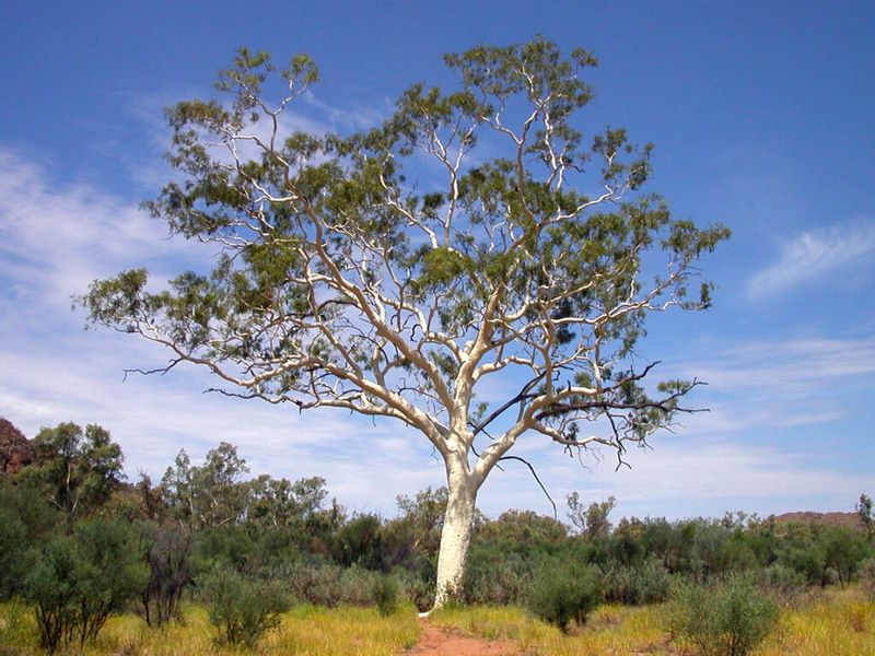 Eucalyptus