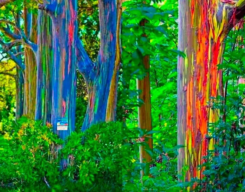 Eucalyptus Wonderland in New Orleans, Louisiana