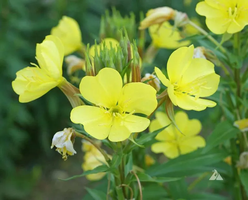 Evening Primrose