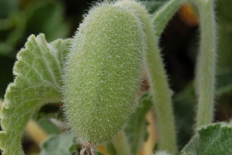 Exploding Cucumber