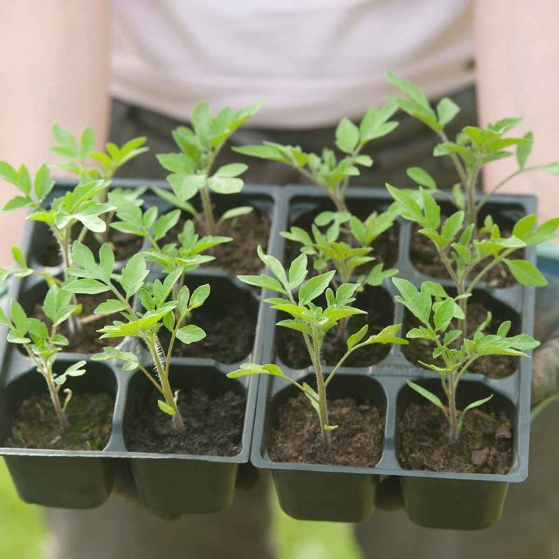 Failing to Harden Off Seedlings