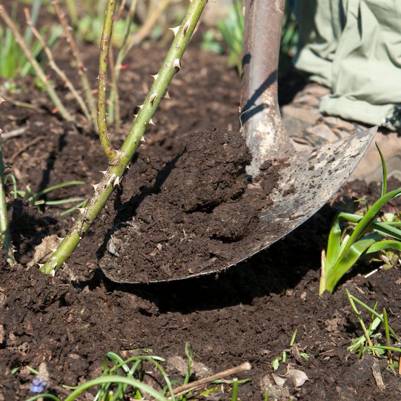 Feed Your Plants Regularly