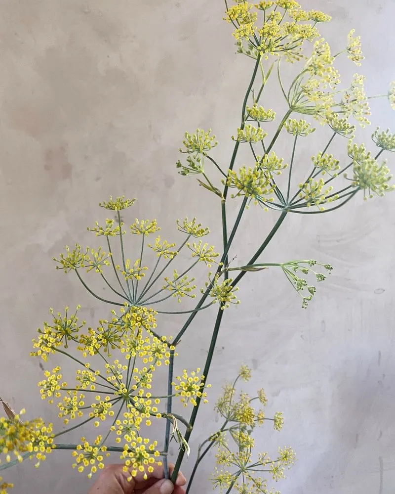 Fennel