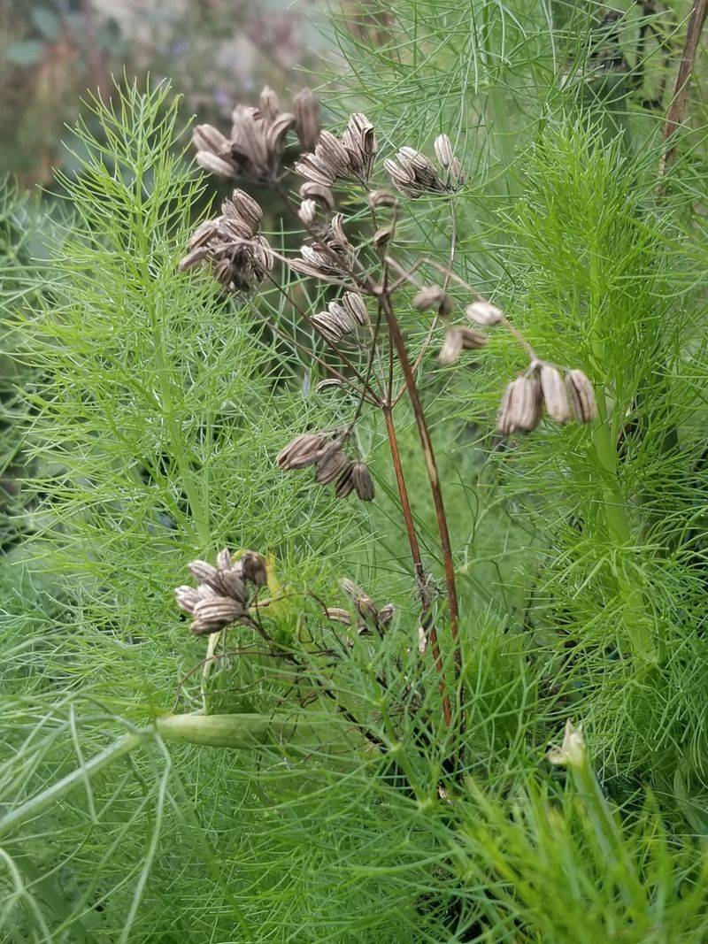 Fennel