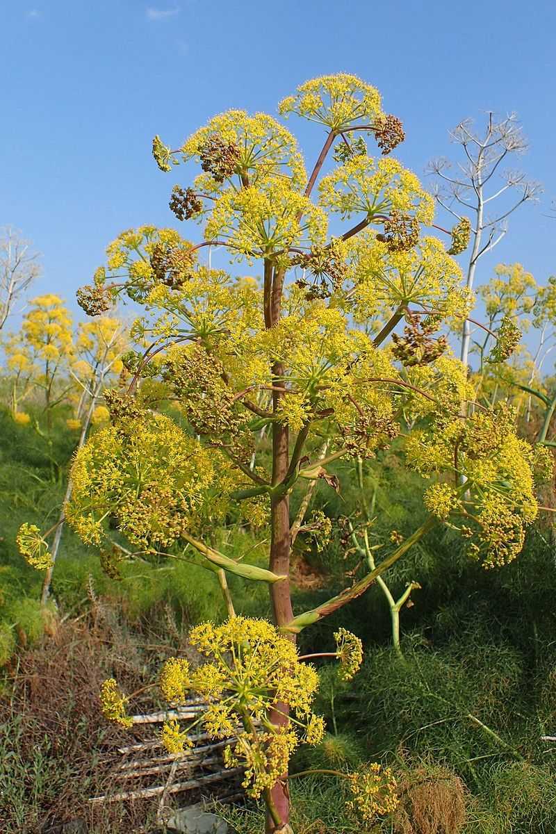 Fennel