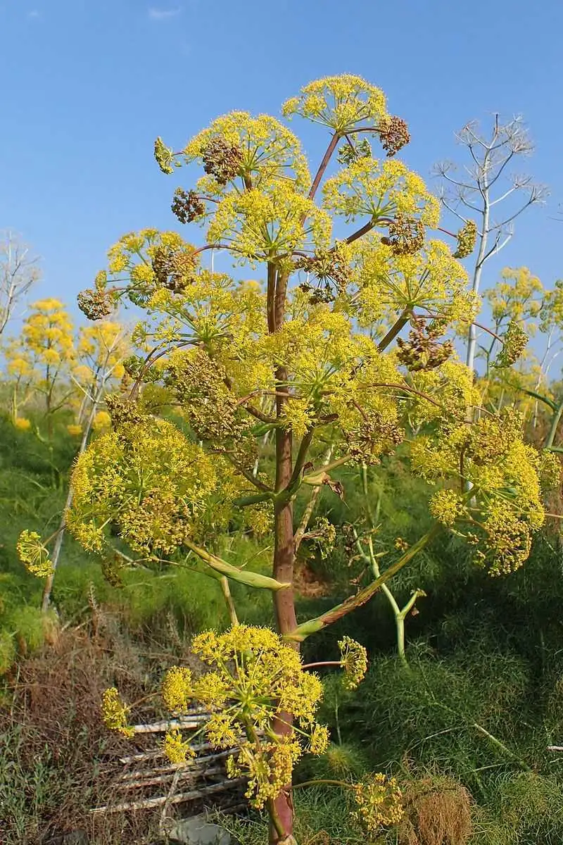 Fennel