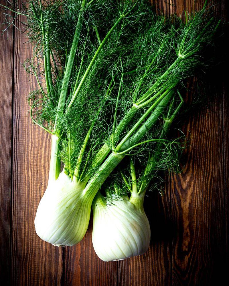 Fennel