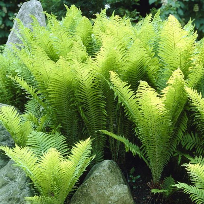 Ferns