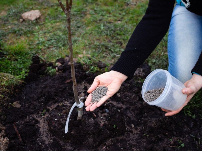 Fertilizing Organically