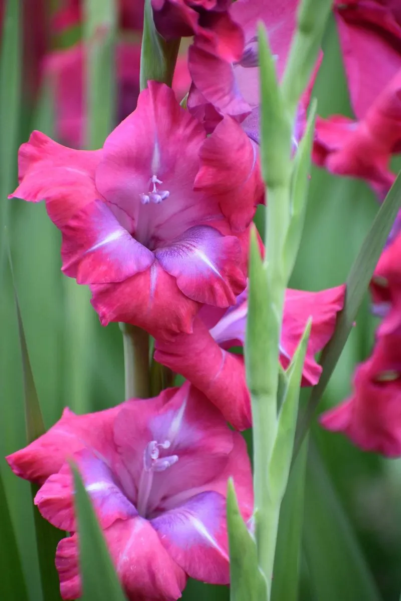 Fertilizing for Bloom