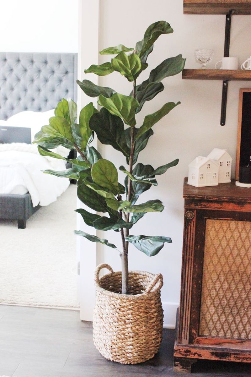 Fiddle Leaf Fig