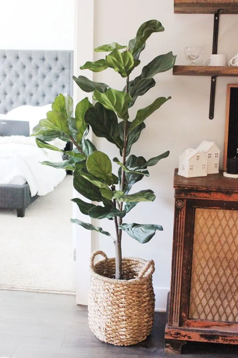 Fiddle Leaf Fig