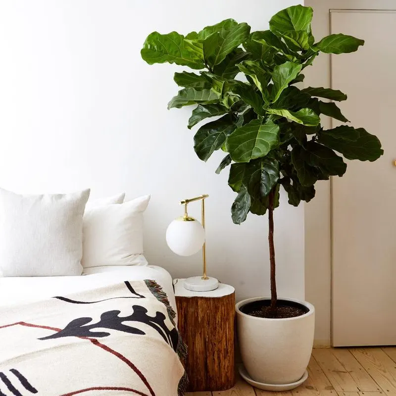 Fiddle Leaf Fig