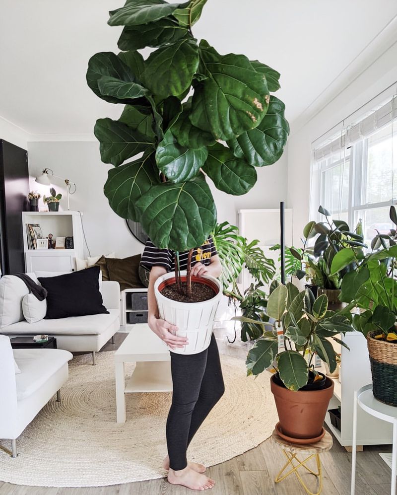 Fiddle Leaf Fig