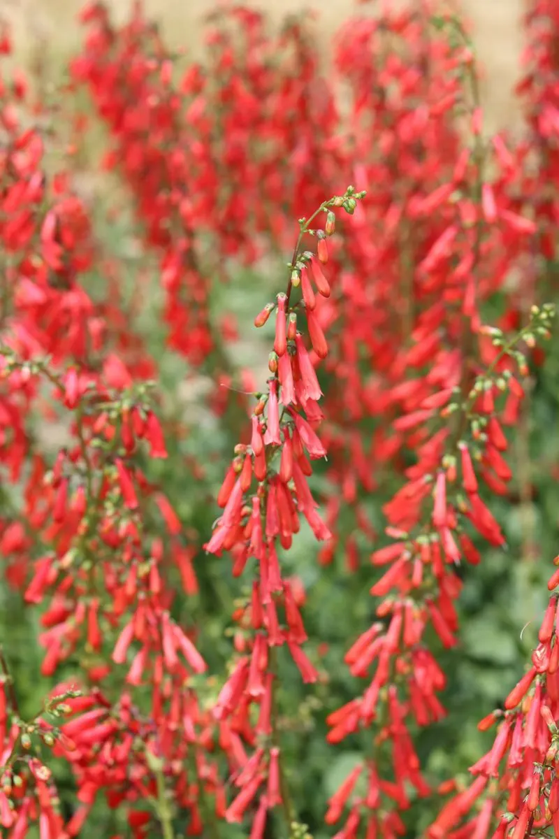 Firecracker Penstemon