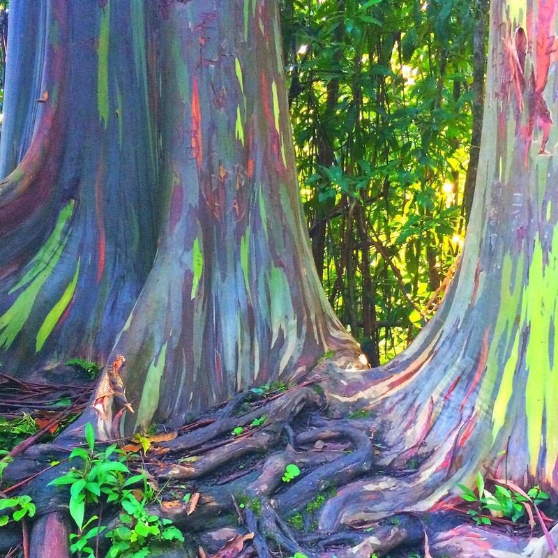 Florida's Hidden Haven, Fairchild Garden