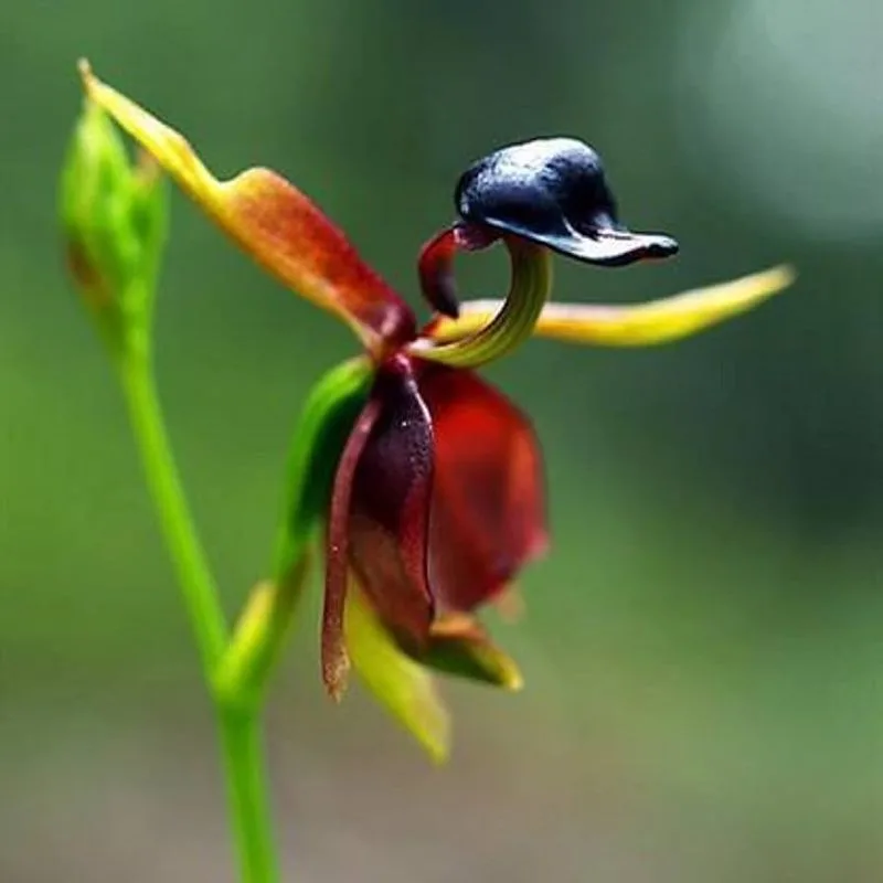 Flying Duck Orchid (Caleana major)