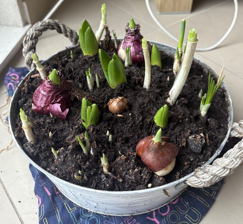 Force Bulbs to Bloom