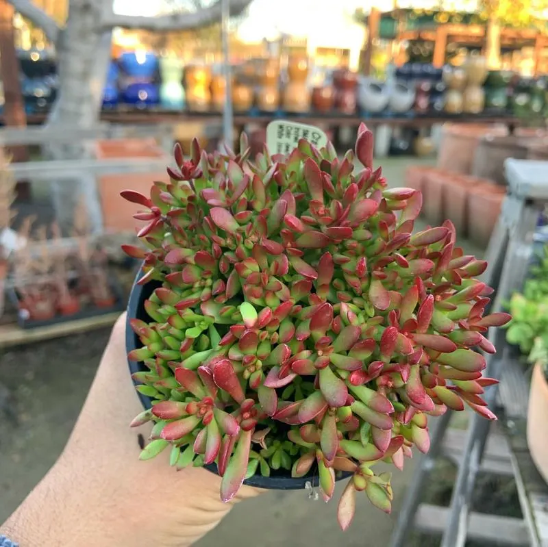 Forcing Bulbs Indoors