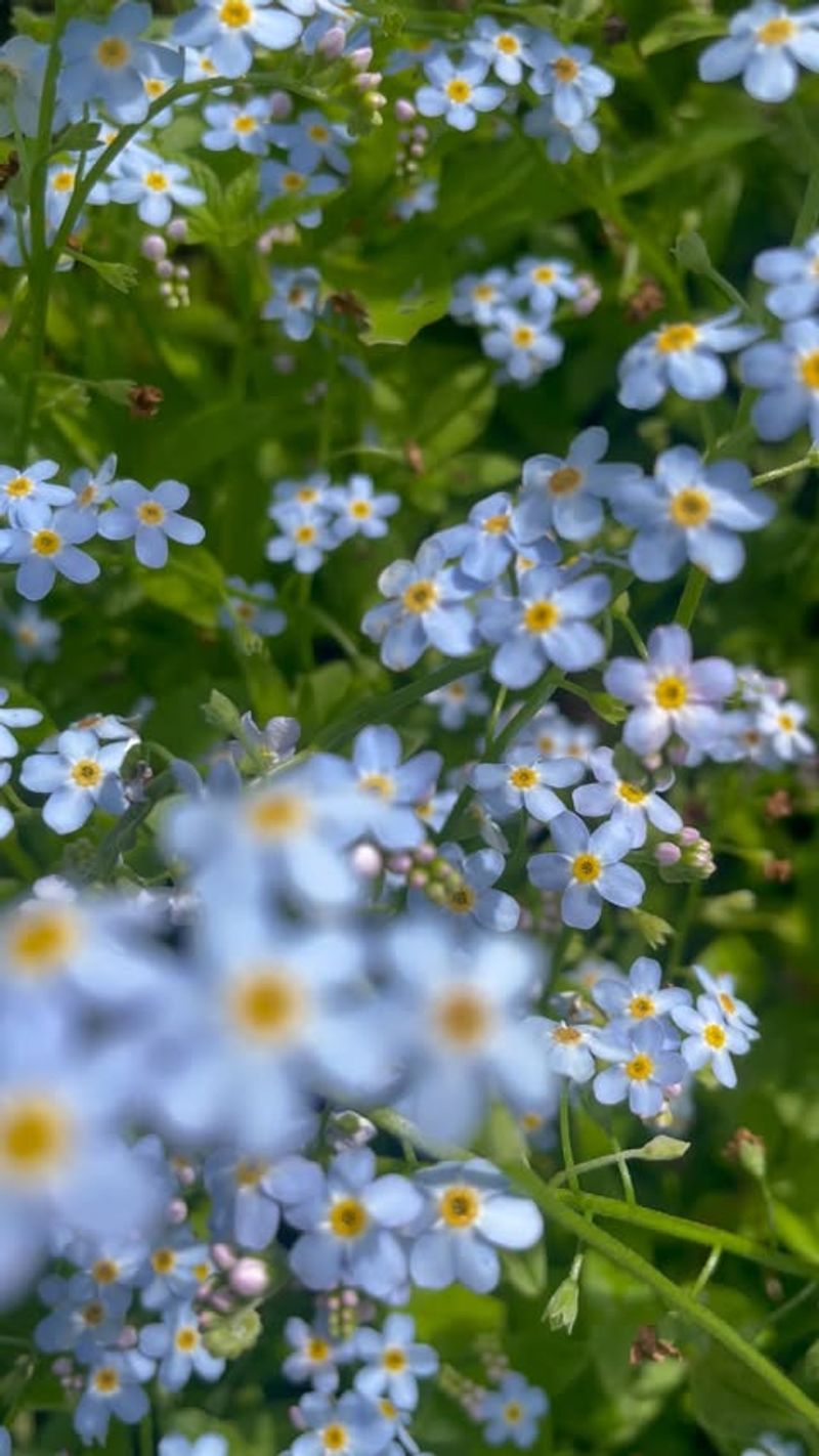 Forget-Me-Nots