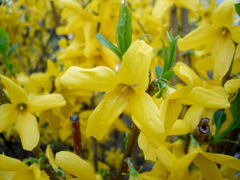 Forsythia