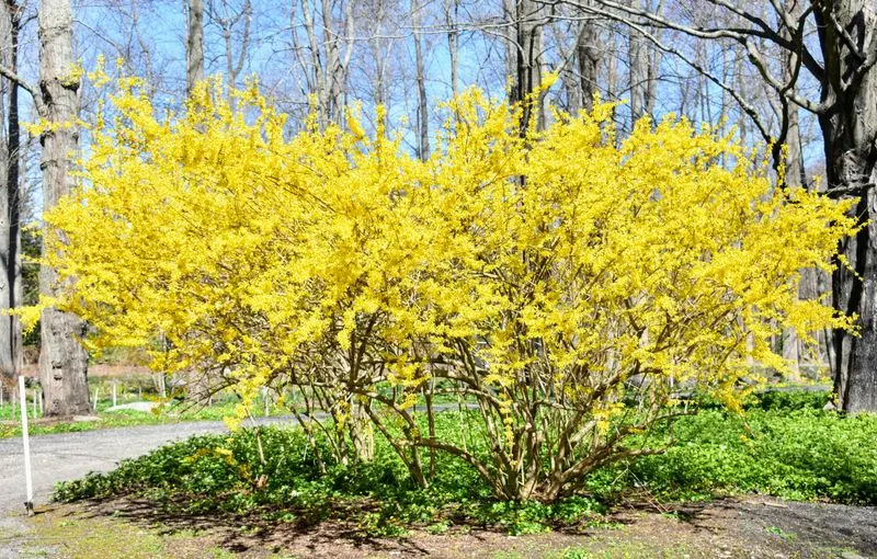 Forsythia and Daffodils