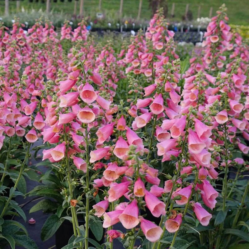 Foxglove