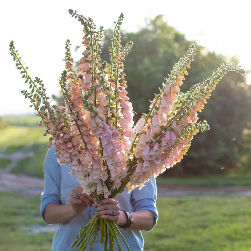 Foxglove