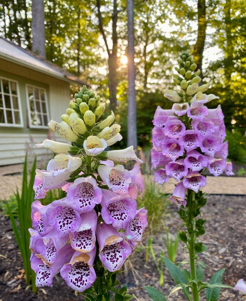 Foxglove