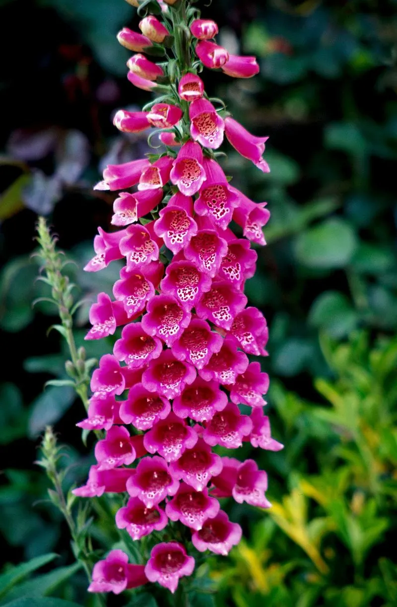 Foxgloves