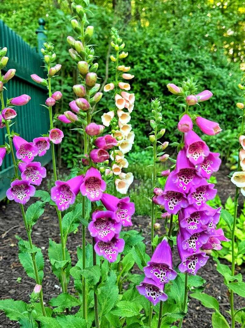 Foxgloves