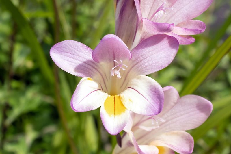 Freesias