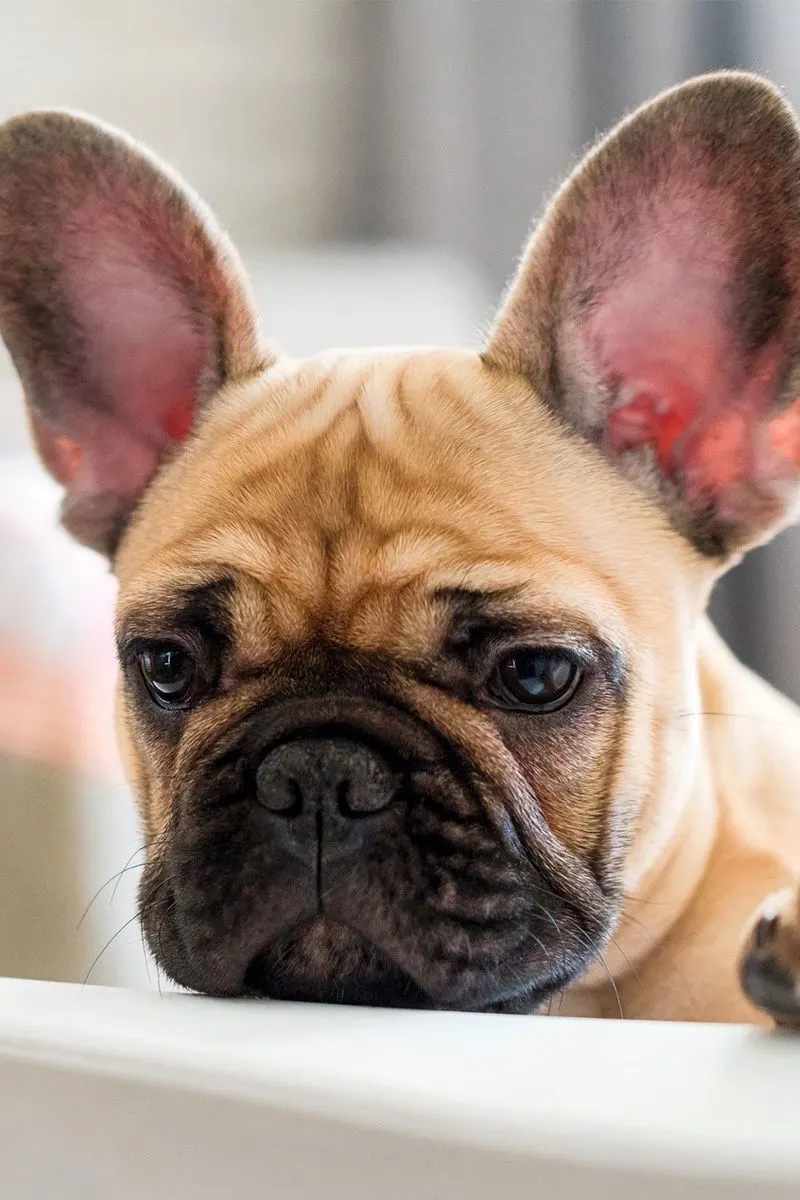 French Bulldog