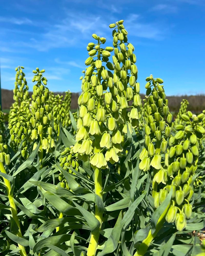 Fritillaria Persica