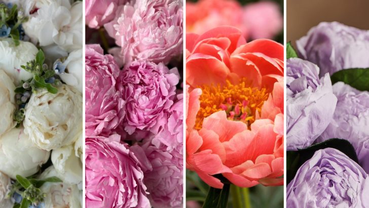 From Icy White to Sunset Orange: 8 Peony Colors You’ll Love Growing