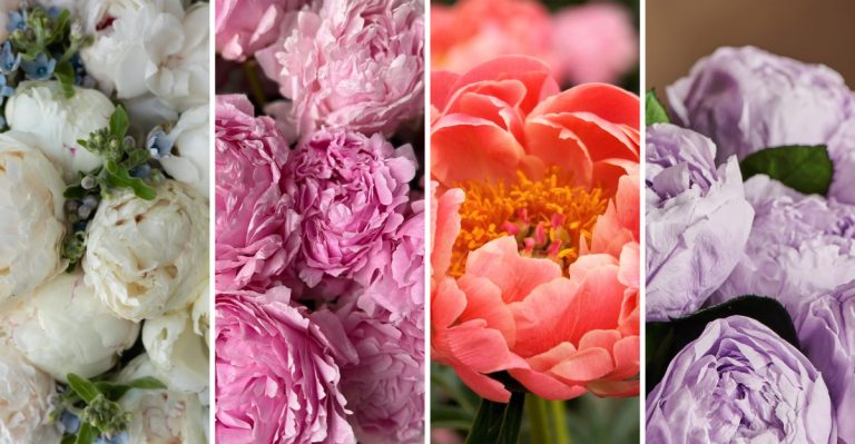 From Icy White to Sunset Orange: 8 Peony Colors You’ll Love Growing
