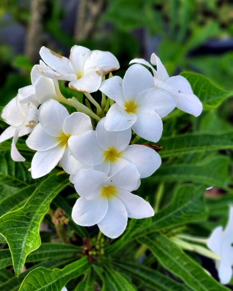 Frozen Frangipani