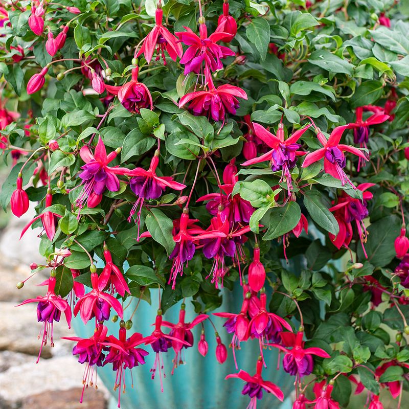 Fuchsia