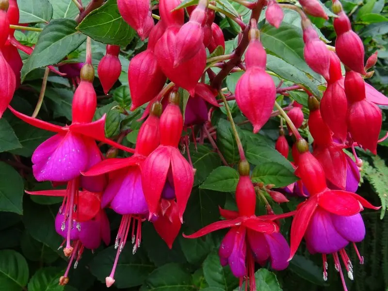 Fuchsias