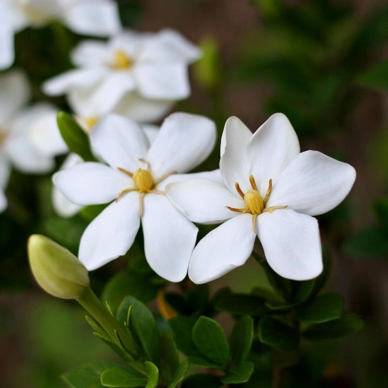 Gardenia 'Kleim's Hardy'