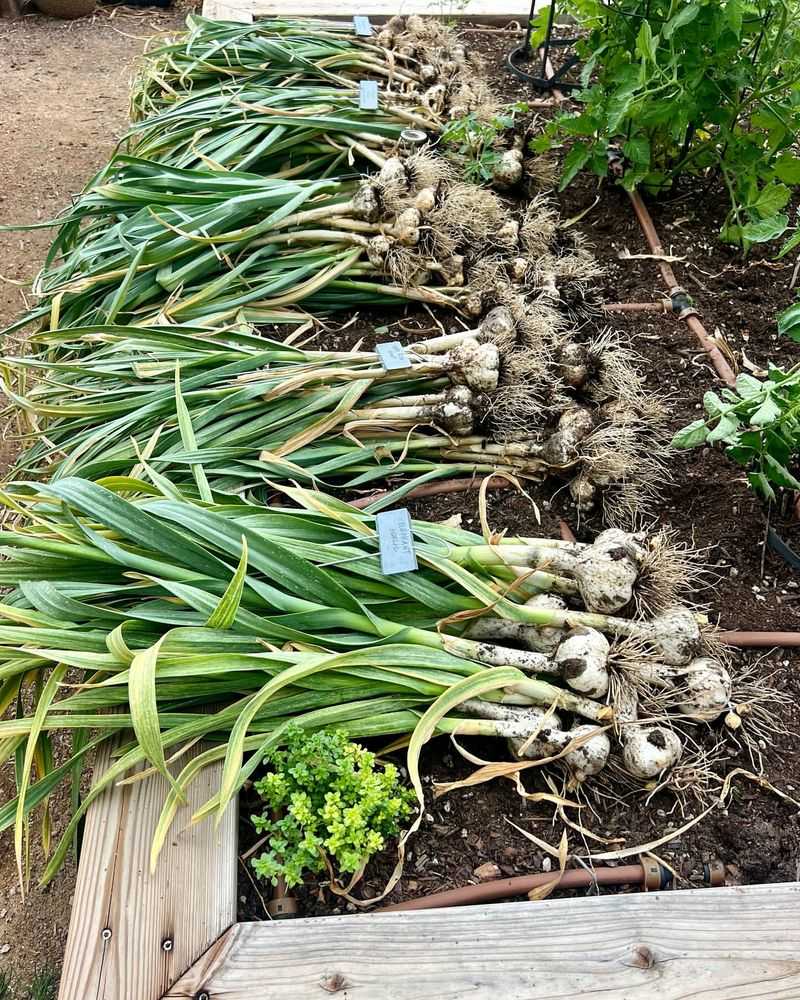 Garlic Sprouts