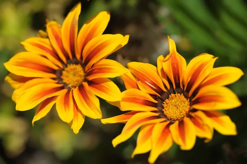 Gazania