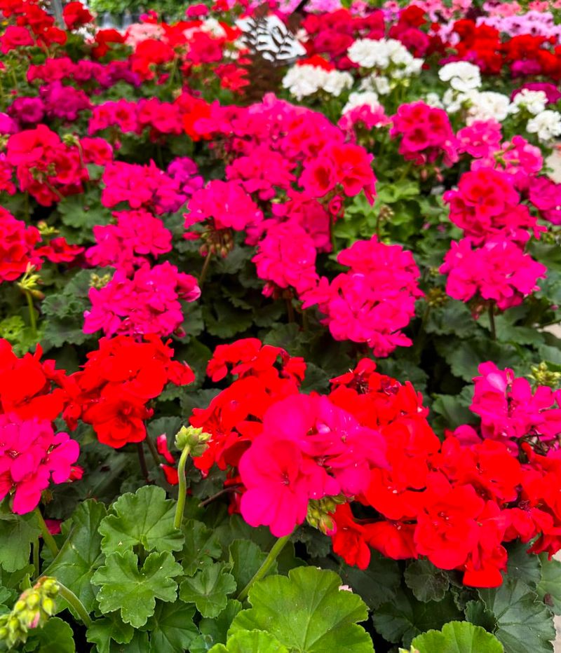 Geraniums