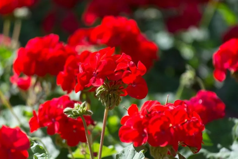 Geraniums