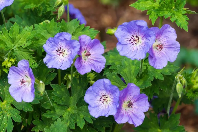 Geraniums