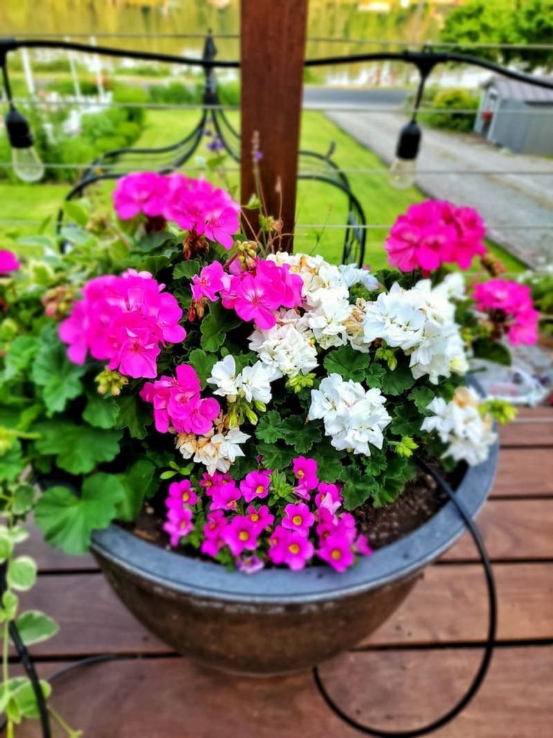 Geraniums